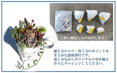 自分で植える多肉植物/セダム系苗※ピンセット付きAセット_1883R