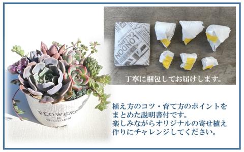 自分で植える多肉植物/エケベリア系苗※ピンセット付きBセット_1884R