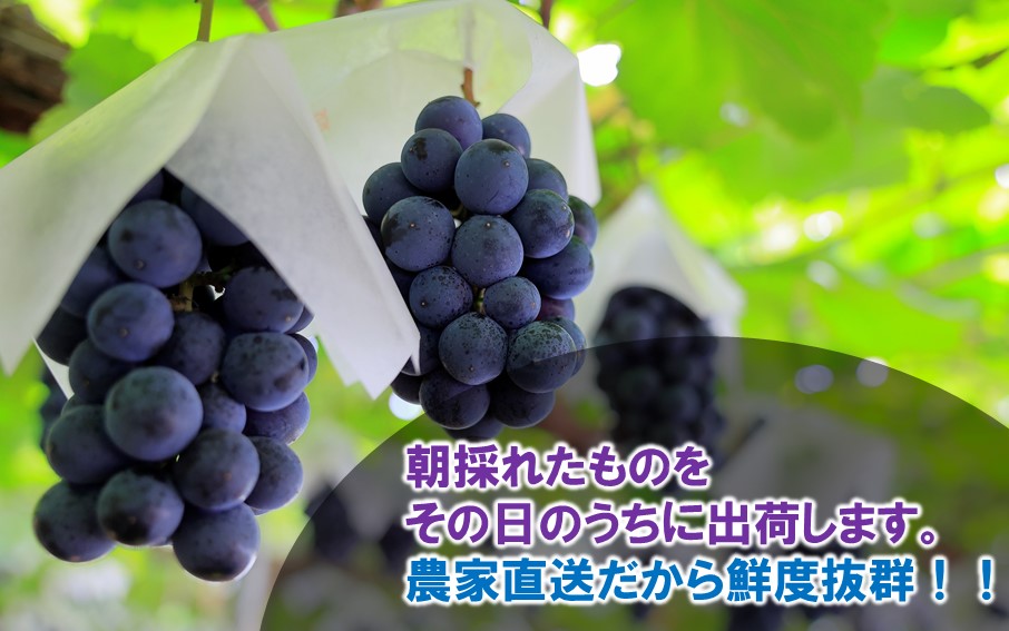 テレビで紹介されました！【先行予約】【令和8年発送】農家直送！ 新鮮！ 朝づみぶどう BKシードレス 種なし 約1.5kg フルーツ 果物 贈答 大分県産 採れたて_2657R-2