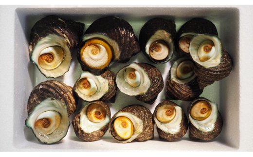 漁師直送!天然活さざえ1.3kg_1067R