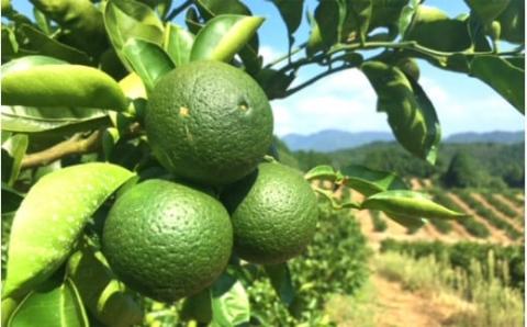 大分かぼすゼリー　140g×24個_1768R