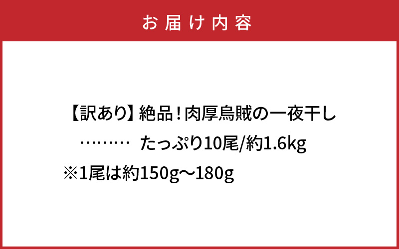【訳あり】絶品！肉厚するめ烏賊一夜干したっぷり10尾（1.6kg以上） _1836R