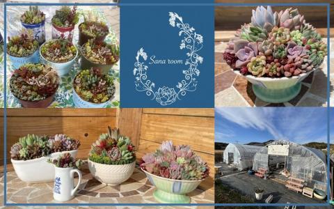 自分で植える多肉植物/セダム系苗※ピンセット付きAセット_1883R