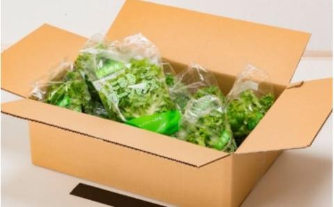 毎月お届け！くにさき太陽のレタス定期便/計6回発送_2120R