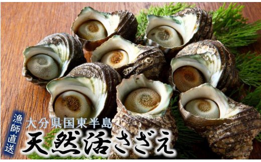 漁師直送!天然活さざえ1.3kg_1067R