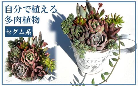 自分で植える多肉植物/セダム系苗※ピンセット付きAセット_1883R