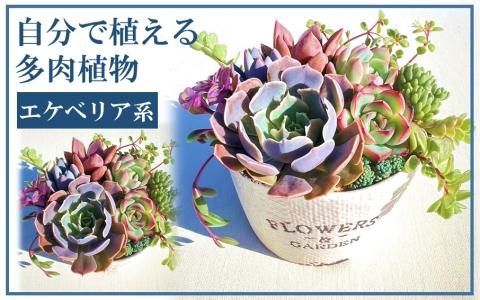 自分で植える多肉植物/エケベリア系苗※ピンセット付きBセット_1884R