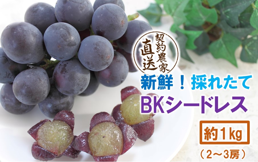 テレビで紹介されました！【先行予約】【令和8年発送】農家直送！ 新鮮！ 朝づみぶどう BKシードレス 種なし 約1kg フルーツ 果物 贈答 大分県産 採れたて_2657R-1