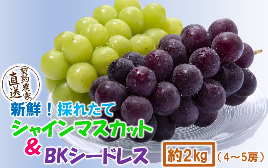 テレビで紹介されました！【先行予約】【令和8年発送】農家直送！ 新鮮！ 朝づみぶどう シャインマスカット & BKシードレス 種なし 約2kg フルーツ 果物 贈答 大分県産 採れたて_2658R-3