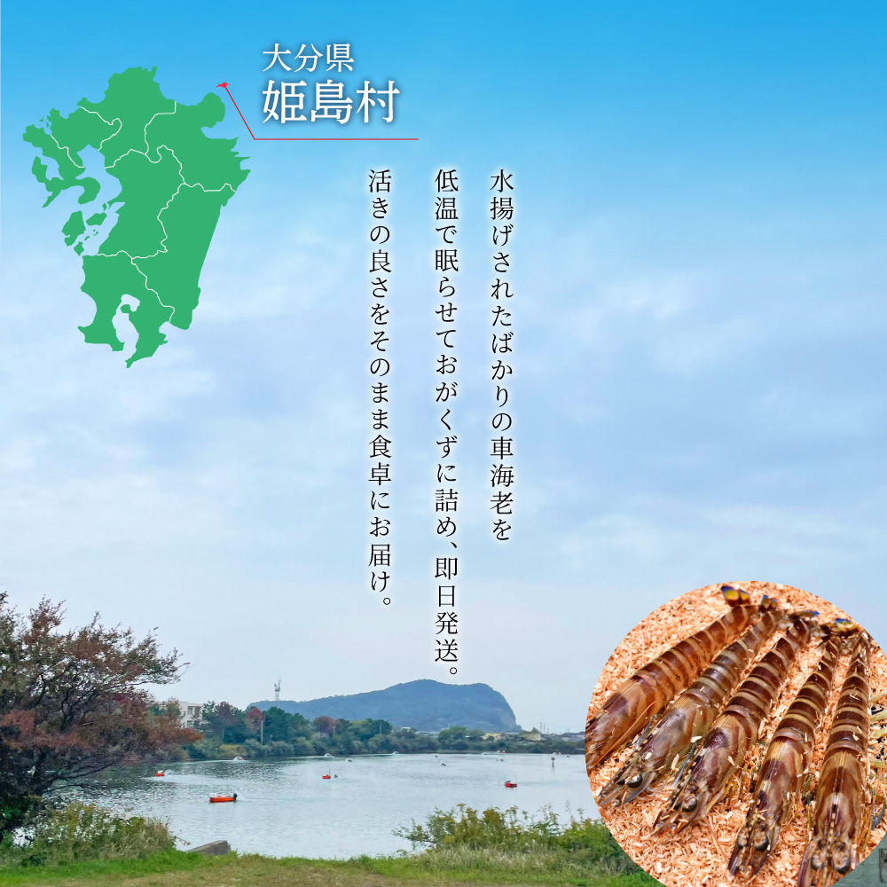 【期間限定】姫島産 活き車えび (養殖) 500g 常温配送 お歳暮ギフト 熨斗可 【宅配ボックス不可】 国産 海鮮 ギフト 刺身 焼き しゃぶしゃぶ A32