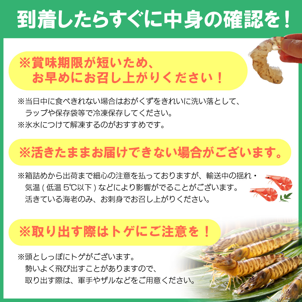 【期間限定】姫島産 活き車えび (養殖) 500g 常温配送 お歳暮ギフト 熨斗可 【宅配ボックス不可】 国産 海鮮 ギフト 刺身 焼き しゃぶしゃぶ A32