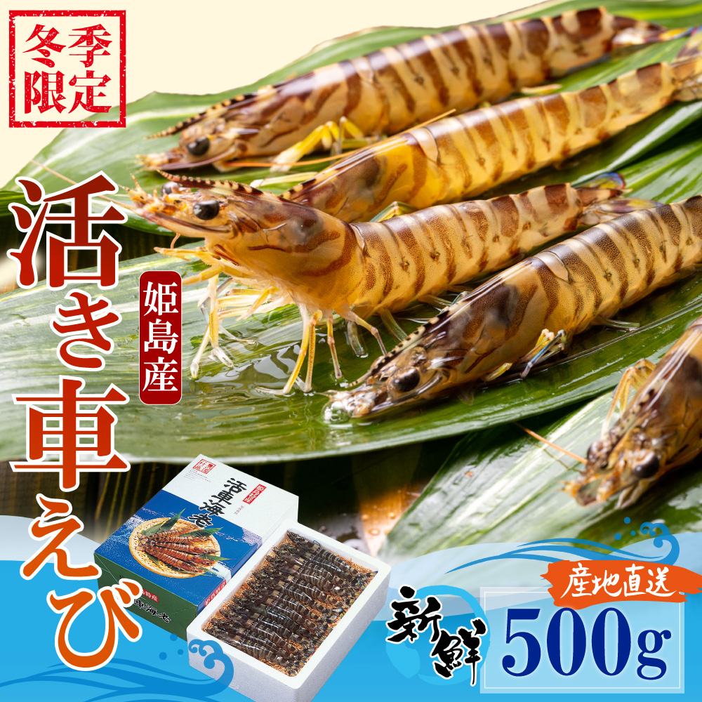 【期間限定】姫島産 活き車えび (養殖) 500g 常温配送 お歳暮ギフト 熨斗可 【宅配ボックス不可】 国産 海鮮 ギフト 刺身 焼き しゃぶしゃぶ A32