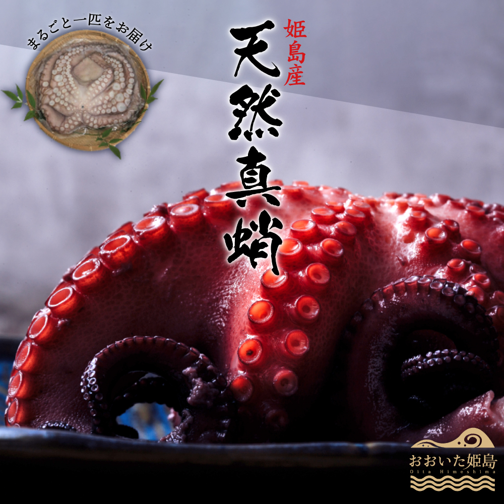 姫島産 天然真蛸 1匹 C14