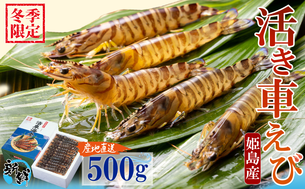 【期間限定】姫島産 活き車えび (養殖) 500g 常温配送 お歳暮ギフト 熨斗可 【宅配ボックス不可】 国産 海鮮 ギフト 刺身 焼き しゃぶしゃぶ A32