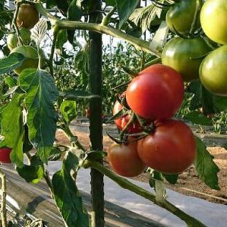 2026年1月中旬から順次発送【糖度8度以上】あま～いトマト「トマ王 潮」約2kg【配送不可地域：離島】