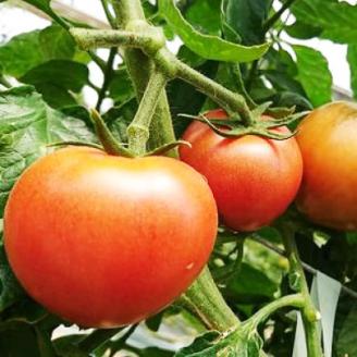 2026年1月下旬から順次発送【糖度10度以上】高糖度トマト 「トマ王 潮プレミアム」約9玉～【配送不可地域：離島】