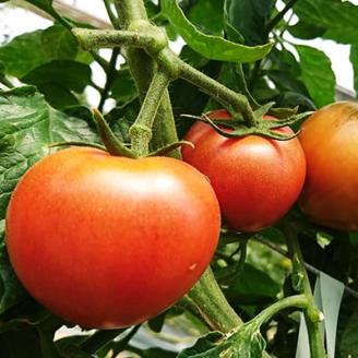 【糖度8度以上】あま～いトマト「トマ王 潮」(約300g×5袋)【配送不可地域：離島】