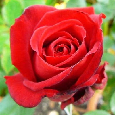 『おおがファーム』店長おすすめ　世界殿堂入りのバラ苗3品種(7号鉢)(未開花)