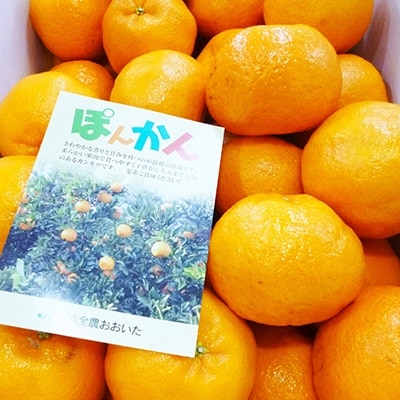 【12月中旬より発送】ぽんかん 約5kg(ダンボール箱入り)