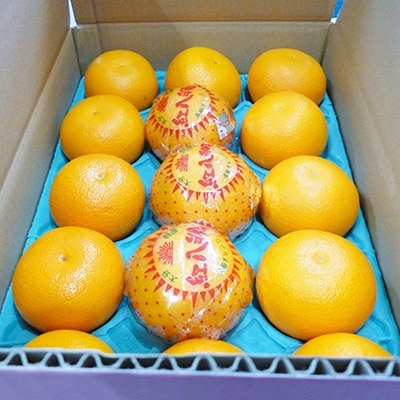 【2026年3月発送】紅八朔　約5kg(化粧箱入り)