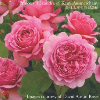 憧れのブランドローズ(バラ苗)7号鉢植え　1鉢