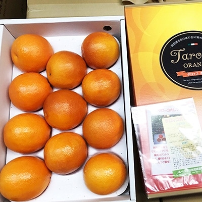 3月下旬より発送 ブラッドオレンジ(タロッコ)2.5kg(11玉～20玉) 化粧箱入り