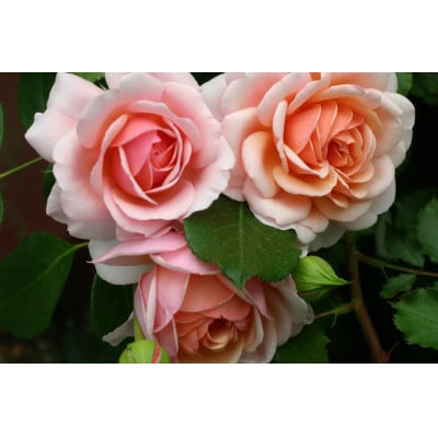 バラ苗(7号鉢植え)　憧れのブランドローズ2鉢　スターターセット(天然肥料と殺虫殺菌剤付き)