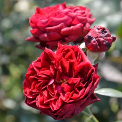 バラ苗(7号鉢植え)　憧れのブランドローズ3鉢　スターターセット(天然肥料と殺虫殺菌剤付き)