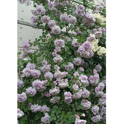 バラ苗(7号鉢植え)　憧れのブランドローズ4鉢　スターターセット(天然肥料と殺虫殺菌剤付き)