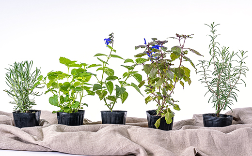 ガーデニング に欠かせない! 人気の ハーブ苗 5ポットセット【3号ポット】