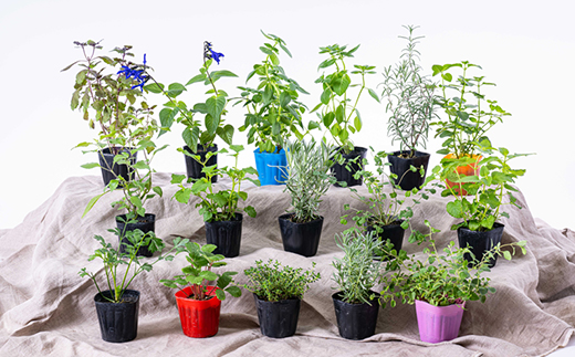 元気なおすすめハーブ苗16ポットセット【3号ポット】