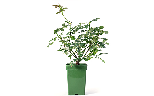 憧れのブランドローズ2鉢　バラ苗(7号鉢植え)