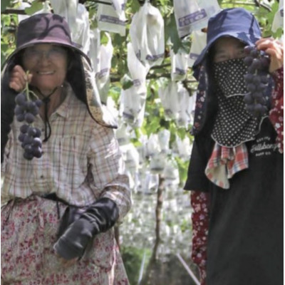 巨峰(種あり) 約2kg(5～7房)葡萄作り60年の果樹園が朝採れ厳選でお届けします【配送不可地域：離島】