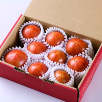 2026年1月下旬から順次発送【糖度10度以上】高糖度トマト 「トマ王 潮プレミアム」約9玉～【配送不可地域：離島】