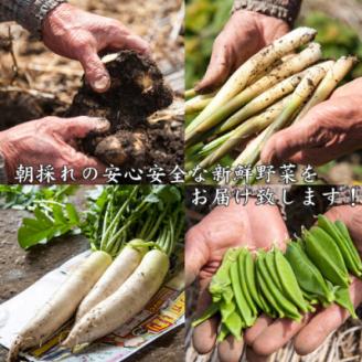 産地直送!旬の朝採れ野菜のセット(9～13種程度)【配送不可地域：離島】