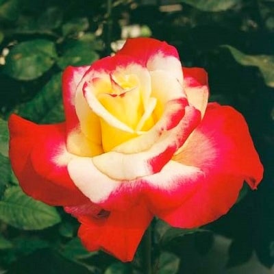 『おおがファーム』店長おすすめ　世界殿堂入りのバラ苗3品種(7号鉢)(未開花)