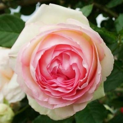 『おおがファーム』店長おすすめ　世界殿堂入りのバラ苗4品種(7号鉢)(未開花)