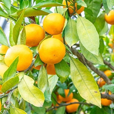 大分県日出町産　ハウスみかん 約2.5kg(化粧箱入)