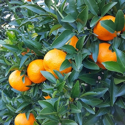 【12月中旬より発送】ぽんかん 約5kg(ダンボール箱入り)