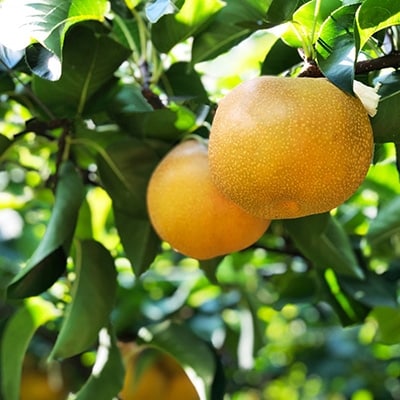 大分県日出町産　谷農園の梨「豊水」5kg(10～14個)【配送不可地域：離島】