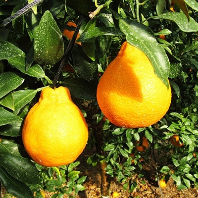 【1月より発送】あまい柑橘!不知火 3kg(7・8玉または10・12玉)段ボール箱入り