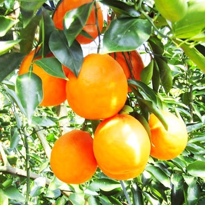 3月下旬より発送 ブラッドオレンジ(タロッコ)2.5kg(11玉～20玉) 化粧箱入り