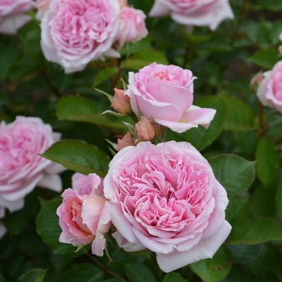 バラ苗(7号鉢植え)　憧れのブランドローズ1鉢　スターターセット(天然肥料と殺虫殺菌剤付き)