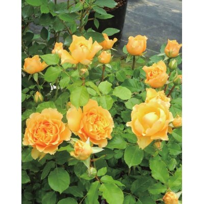 バラ苗(7号鉢植え)　憧れのブランドローズ4鉢　スターターセット(天然肥料と殺虫殺菌剤付き)