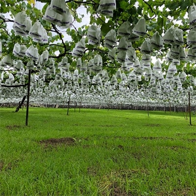 巨峰(種あり) 約2kg(5～7房)葡萄作り60年の果樹園が朝採れ厳選でお届けします【配送不可地域：離島】