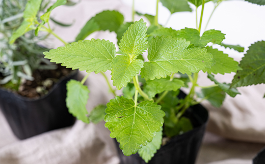 元気なおすすめハーブ苗16ポットセット【3号ポット】