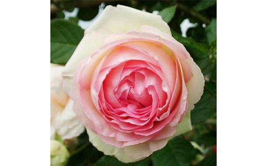 『おおがファーム』店長おすすめ　世界殿堂入りのバラ苗2品種(7号鉢)(未開花)