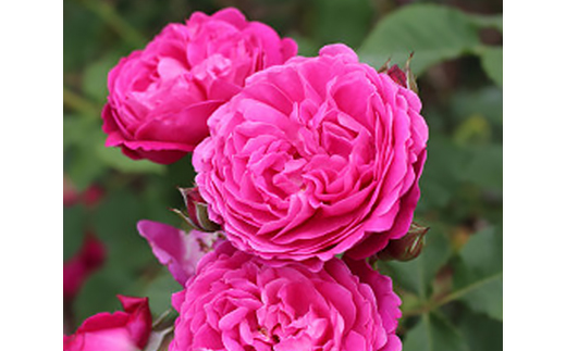 憧れのブランドローズ2鉢　バラ苗(7号鉢植え)