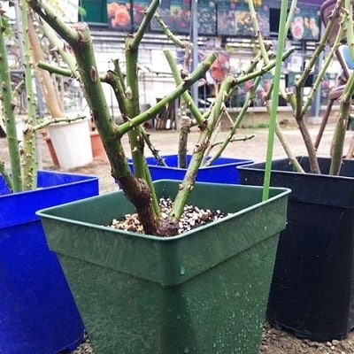 『おおがファーム』店長おすすめ　世界殿堂入りのバラ苗4品種(7号鉢)(未開花)