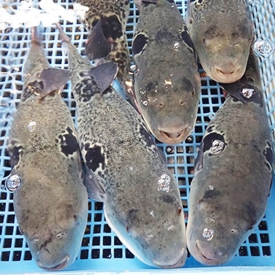 とらふぐ刺身と鍋セット(4～5人前)【大分水産】【配送不可地域：離島】